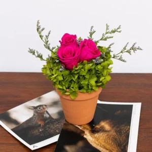 Preserved Terracotta Pot Gift Set (Set of 5)